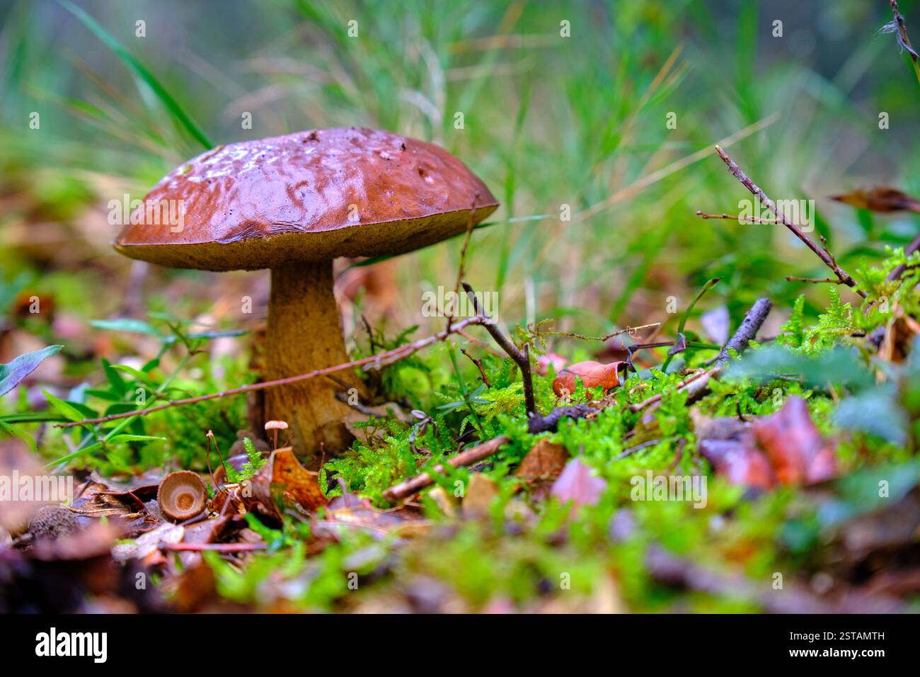 Lebhafter Boletuspilz, der in üppigen Eichenwäldern wächst Stockfoto