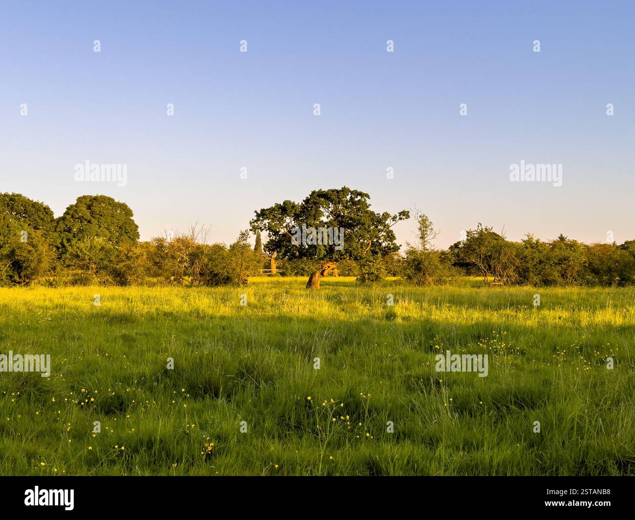 Reifer Baum mit knorrigem Stamm in einem üppig grünen Feld am Stadtrand von York, vor einem blauen Himmel und einem sonnigen Sommertag gesehen. Stockfoto
