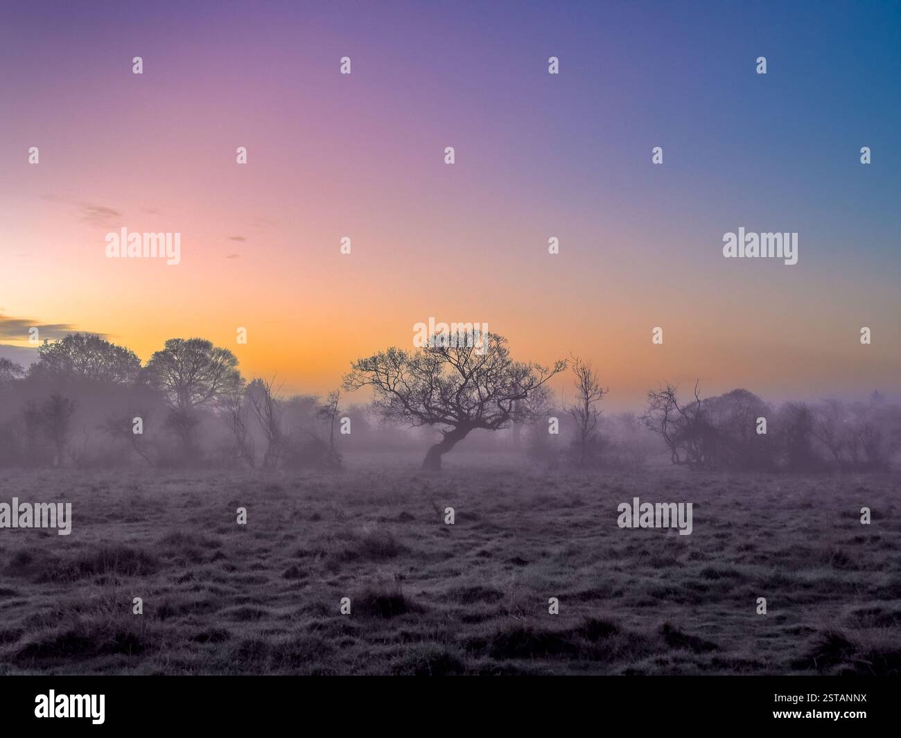 Einheimische Hecke und knorrige Bäume, die von der aufgehenden Sonne an einem eisigen, nebeligen Morgen bei Sonnenaufgang in York umrahmt werden. UK Stockfoto