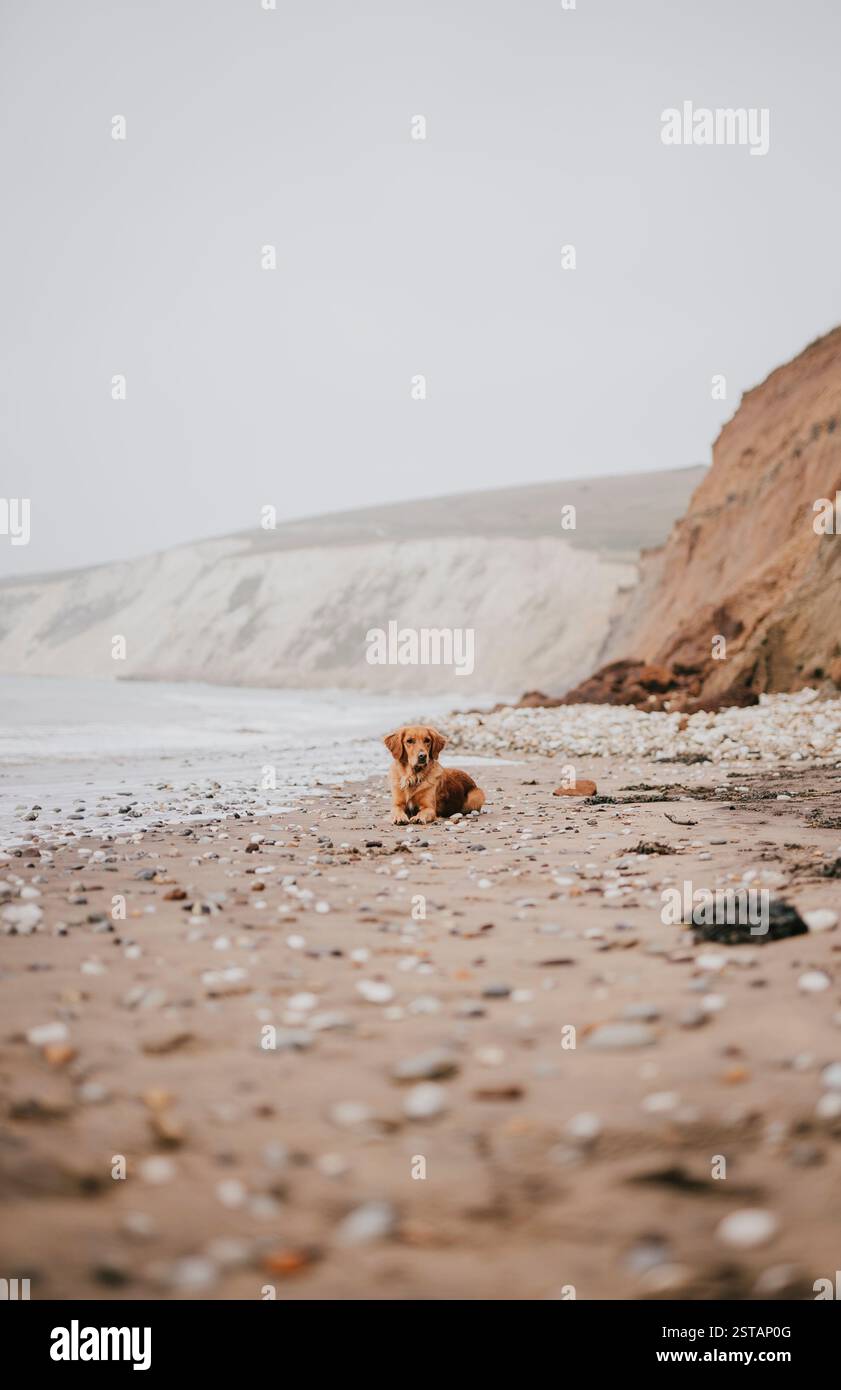 Ein Hund liegt am Strand und blickt auf das Meer. Der Strand ist felsig und der Himmel ist bewölkt Stockfoto