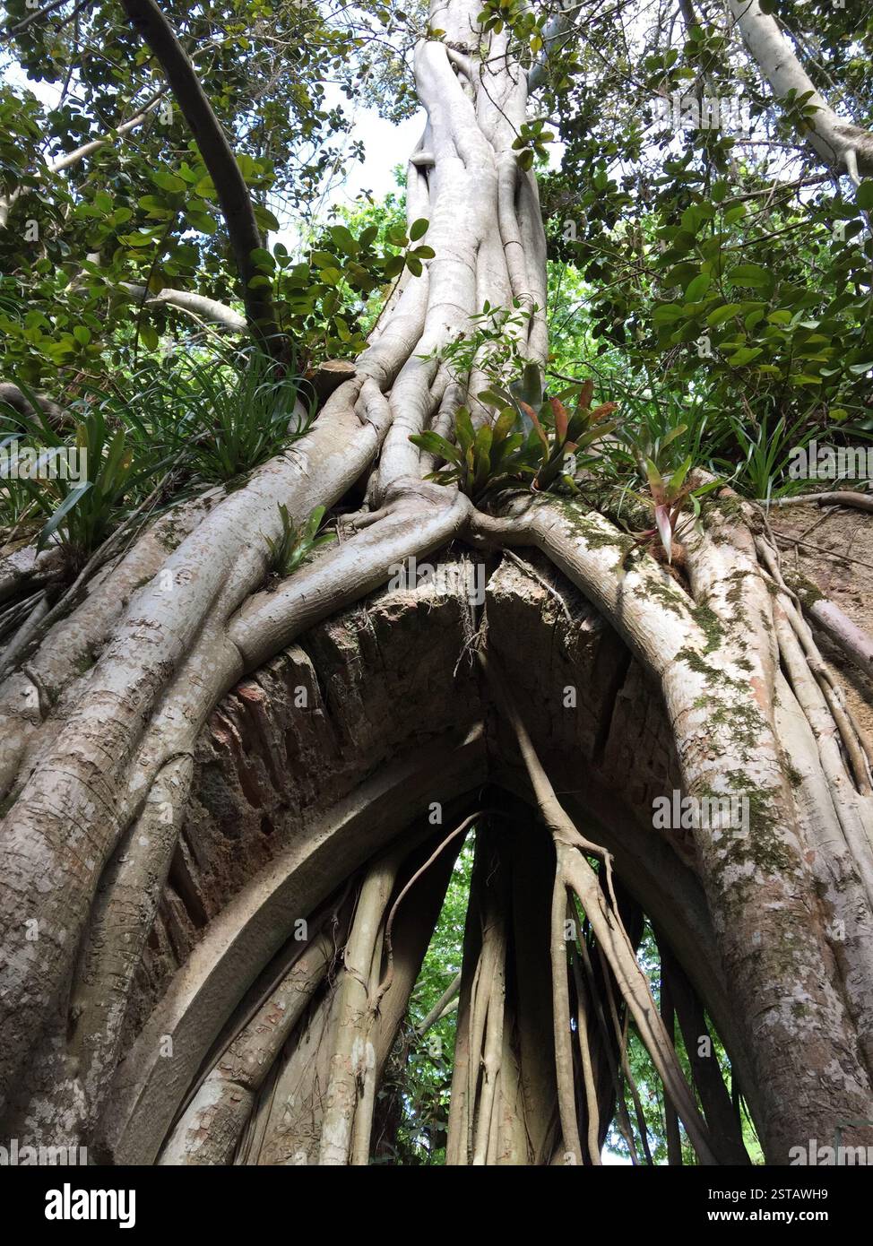 Ein uralter Bogengang, umschlungen von Banyan-Baumwurzeln. Die Widerstandsfähigkeit der Natur gewinnt im Laufe der Zeit. Ein Symbol der Ausdauer und Anpassung in Sintra, Portugal. A Stockfoto