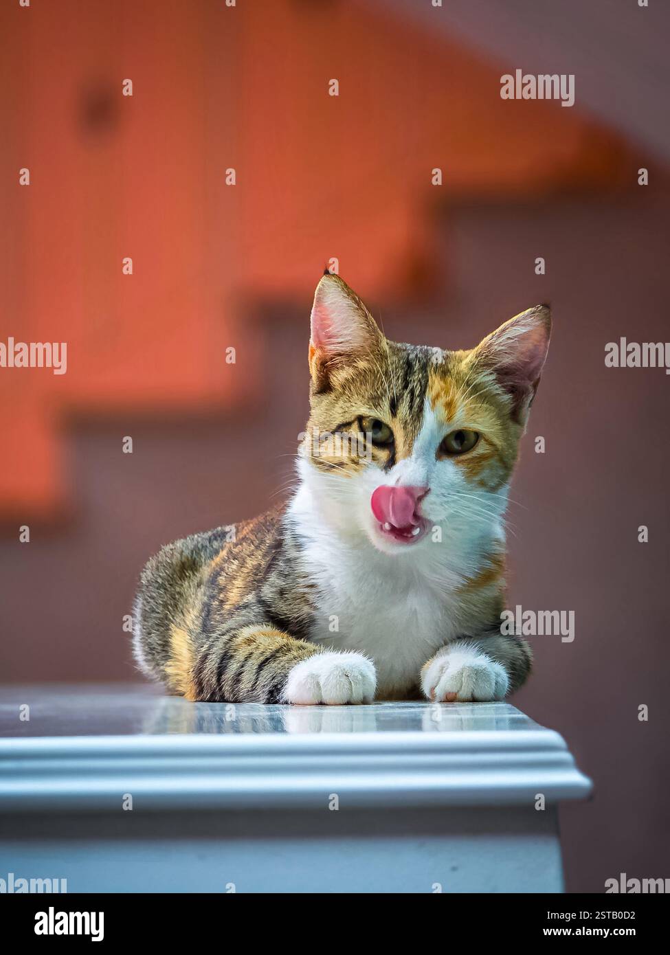 SCHÖNE CAT. CALICO CAT . - Smartphone-aufgenommenes Stockfoto