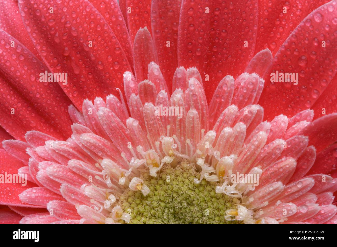 Macro Pink Gerber Gänseblümchen mit Wassertropfen Stockfoto