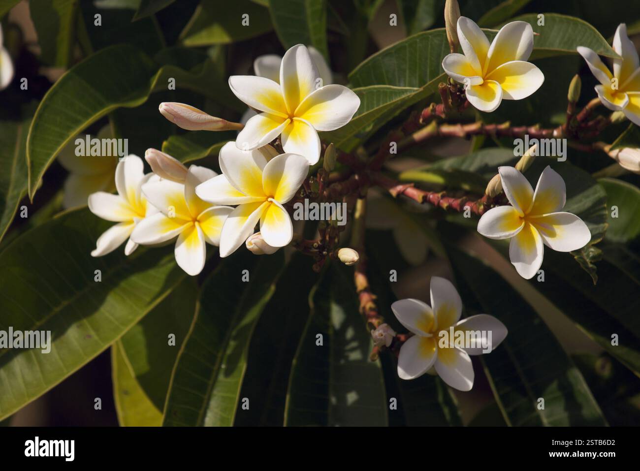 Gelbe Plumeria-Blumen auf dem Baum in Kauai, Hawaii Stockfoto