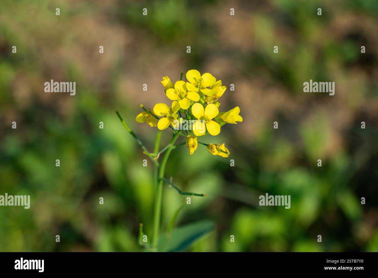 Gelbe Senfblume. Senfblüten sind hermaphroditisch und können sich selbst bestäuben, so dass sie keine andere Pflanze als Pollenspender benötigen Stockfoto