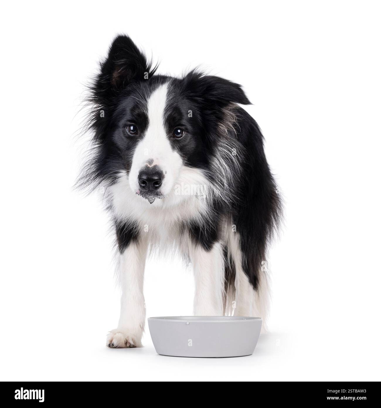 Bezaubernder typischer schwarz-weißer junger Erwachsener Border Collie Hund, der mit Blick nach vorne steht und Wasser aus der Schüssel trinkt. Blick direkt auf die Kamera. Isolierter o Stockfoto