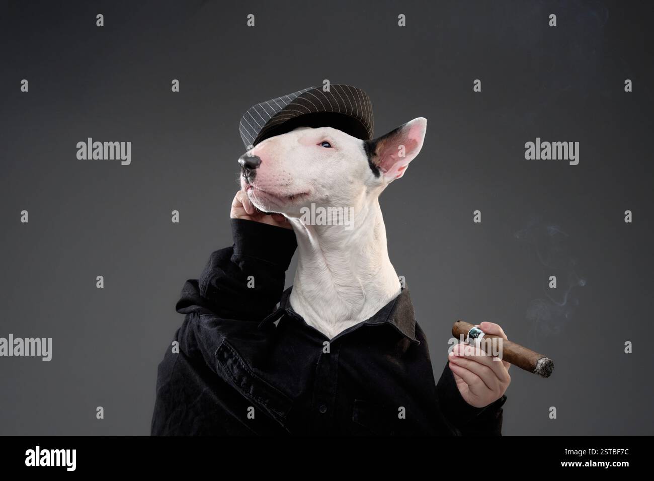 Ein weißer Bullterrier, der ein schwarzes Hemd trägt und eine Zigarre hält, posiert dramatisch vor dunklem Hintergrund. Die Studiokomposition hebt seine hervor Stockfoto