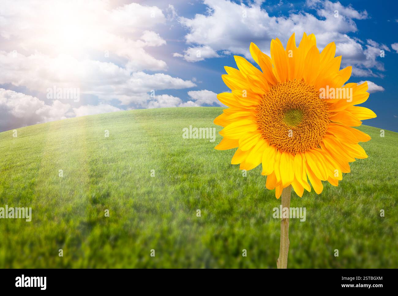 Einzelne Sonnenblume über dem bogenförmigen Horizont von Grasfeld und Himmel mit Wolken und Sonnenstrahlen. Stockfoto