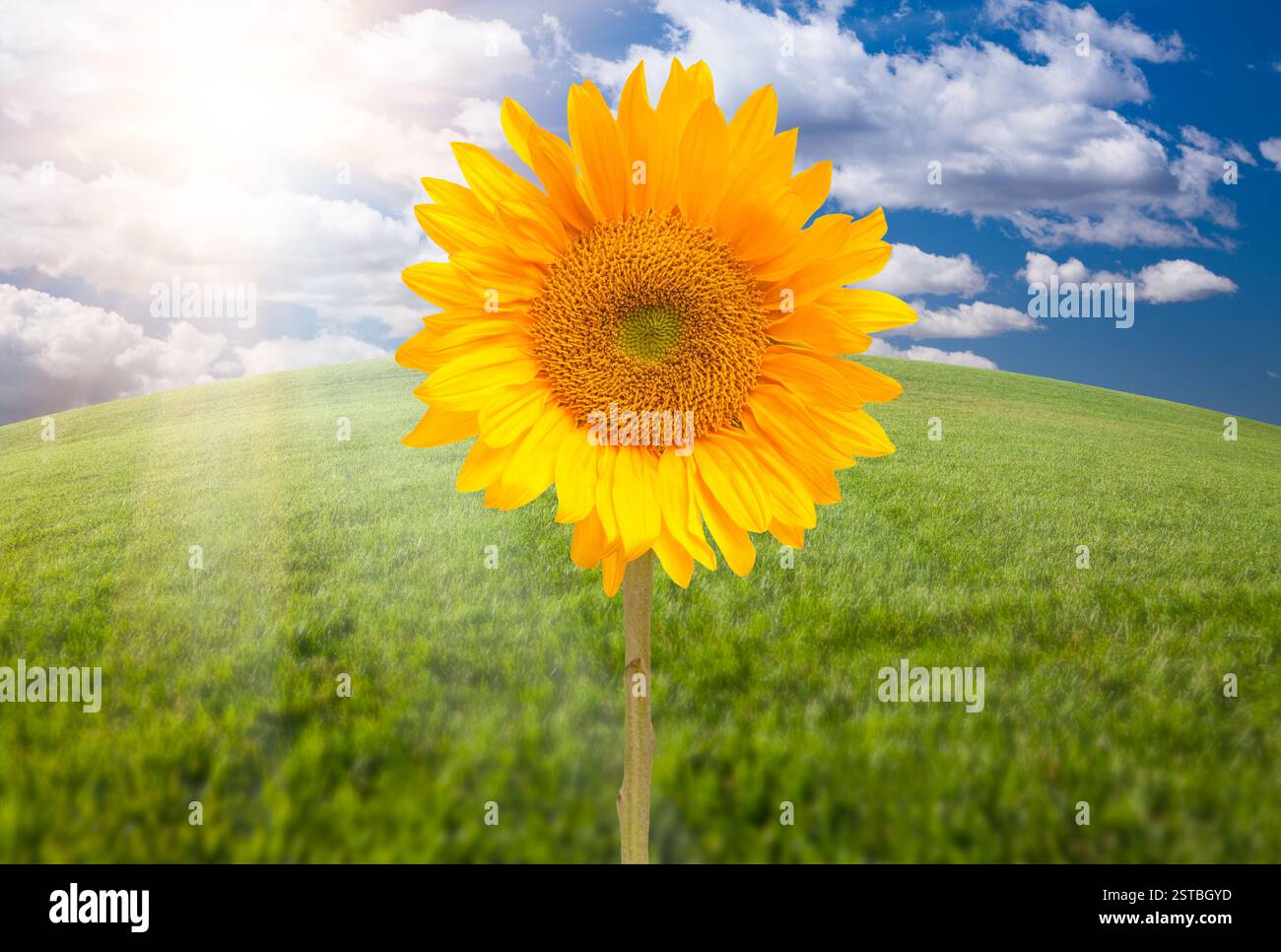 Einzelne Sonnenblume über dem bogenförmigen Horizont von Grasfeld und Himmel mit Wolken und Sonnenstrahlen. Stockfoto