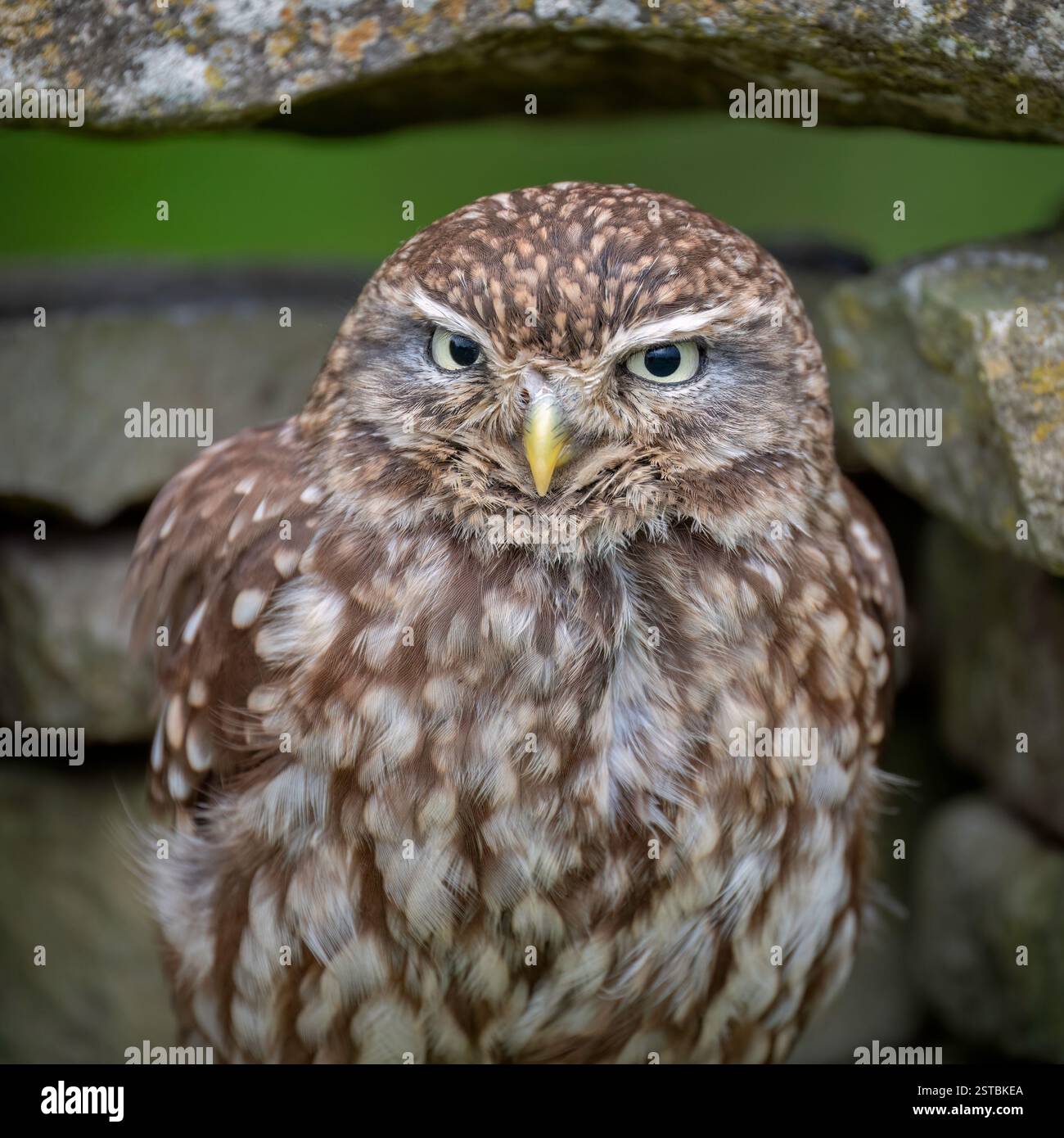 Eine kleine Eule (athene noctua) saß in einer Trockenmauer im British Wildlife Centre, Lingfield, surrey, England, Großbritannien. während eines ihrer Fototage. Stockfoto
