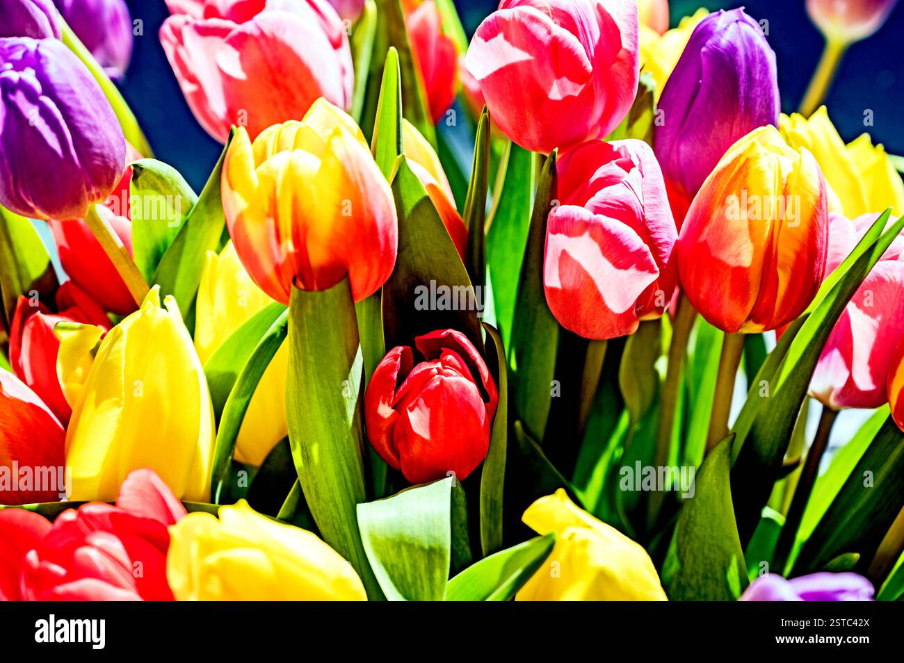 Buntes Tulpenbündel; buntes Tulpenstrauß Stockfoto