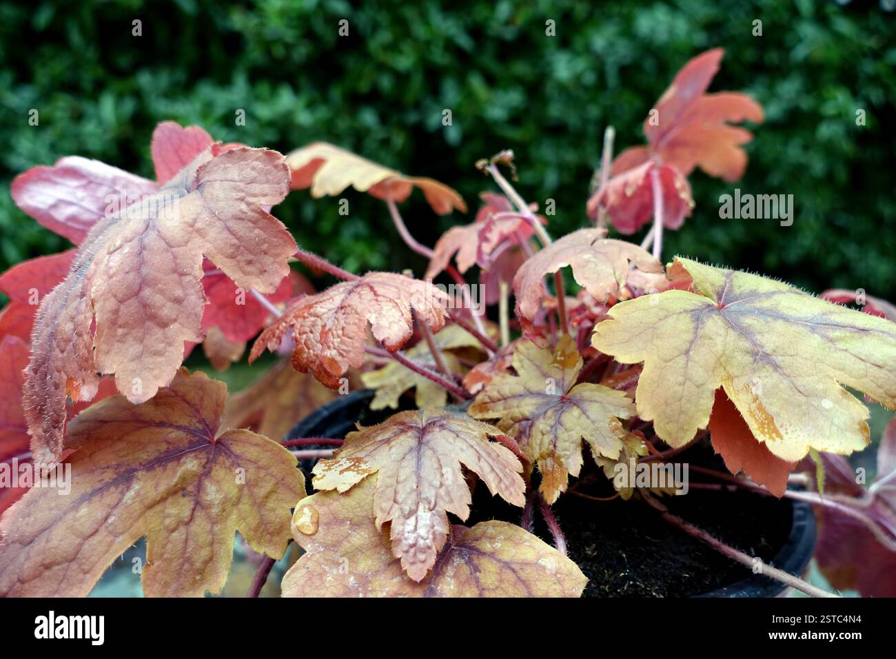 Braun/Orange Heucherella „Sweet Tea“ Blätter in einem Blumentopf in einem englischen Country Garden, Lancashire, England, Großbritannien Stockfoto