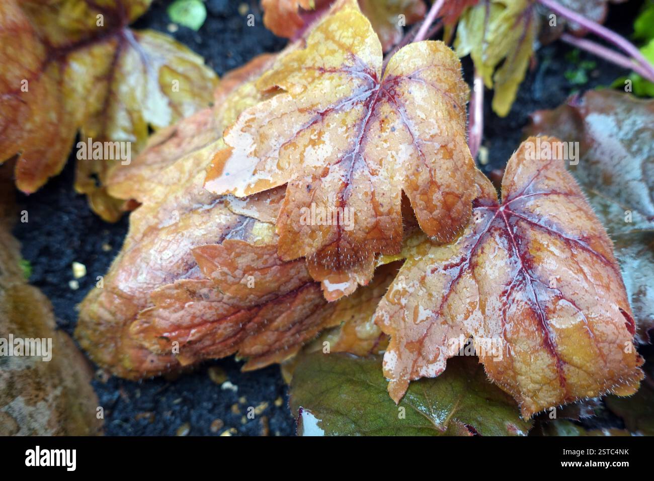 Braun/Orange Heucherella „Sweet Tea“ Blätter in einem Blumentopf in einem englischen Country Garden, Lancashire, England, Großbritannien Stockfoto