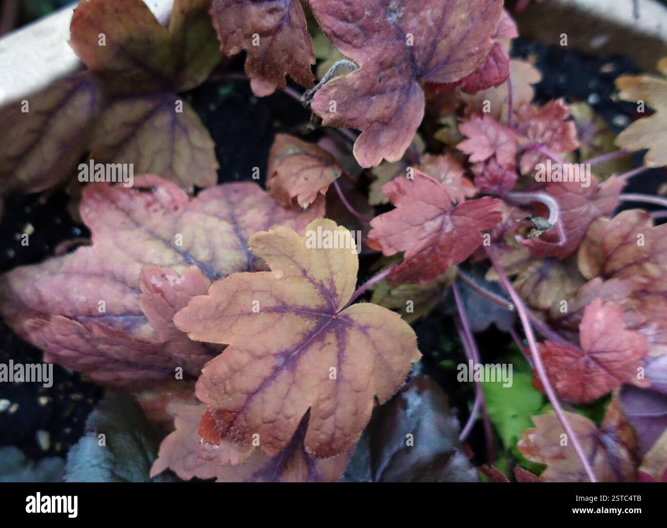 Braun/Orange Heucherella „Sweet Tea“ Blätter in einem Blumentopf in einem englischen Country Garden, Lancashire, England, Großbritannien Stockfoto