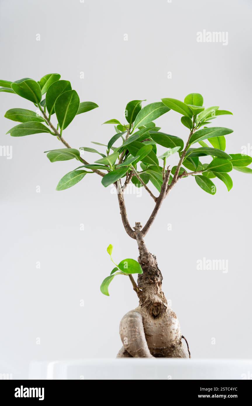 Niedrigwinkelaufnahme eines üppig grünen, vergossenen Ficus bonsai-Baumes in einem weißen Topf, der drinnen platziert wird. Zimmereinrichtung mit Pflanzen. Stockfoto
