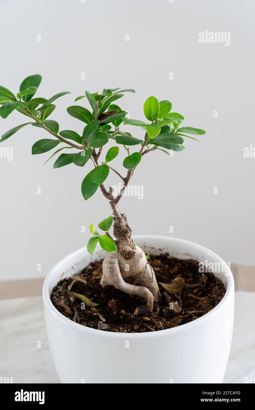 happy birthday bonsai Bonsai Tree Edible Icing Cake Topper or Ribbon  the caker online