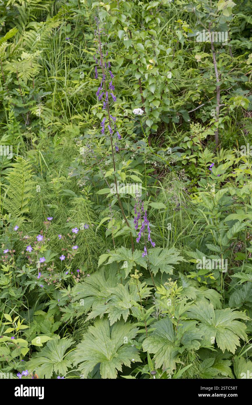 Nordischer Eisenhut, Aconitum septentrionale, Nordwolfsbane Stockfoto