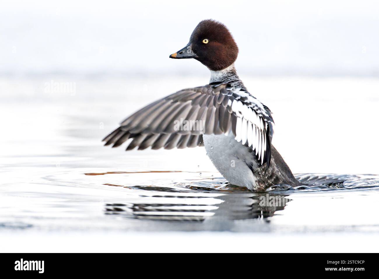 Bucephala clangula, das gemeine goldenauge, das Weibchen breitet im Winter Flügel im silbrigen Fluss aus - Raasepori, Finnland Stockfoto
