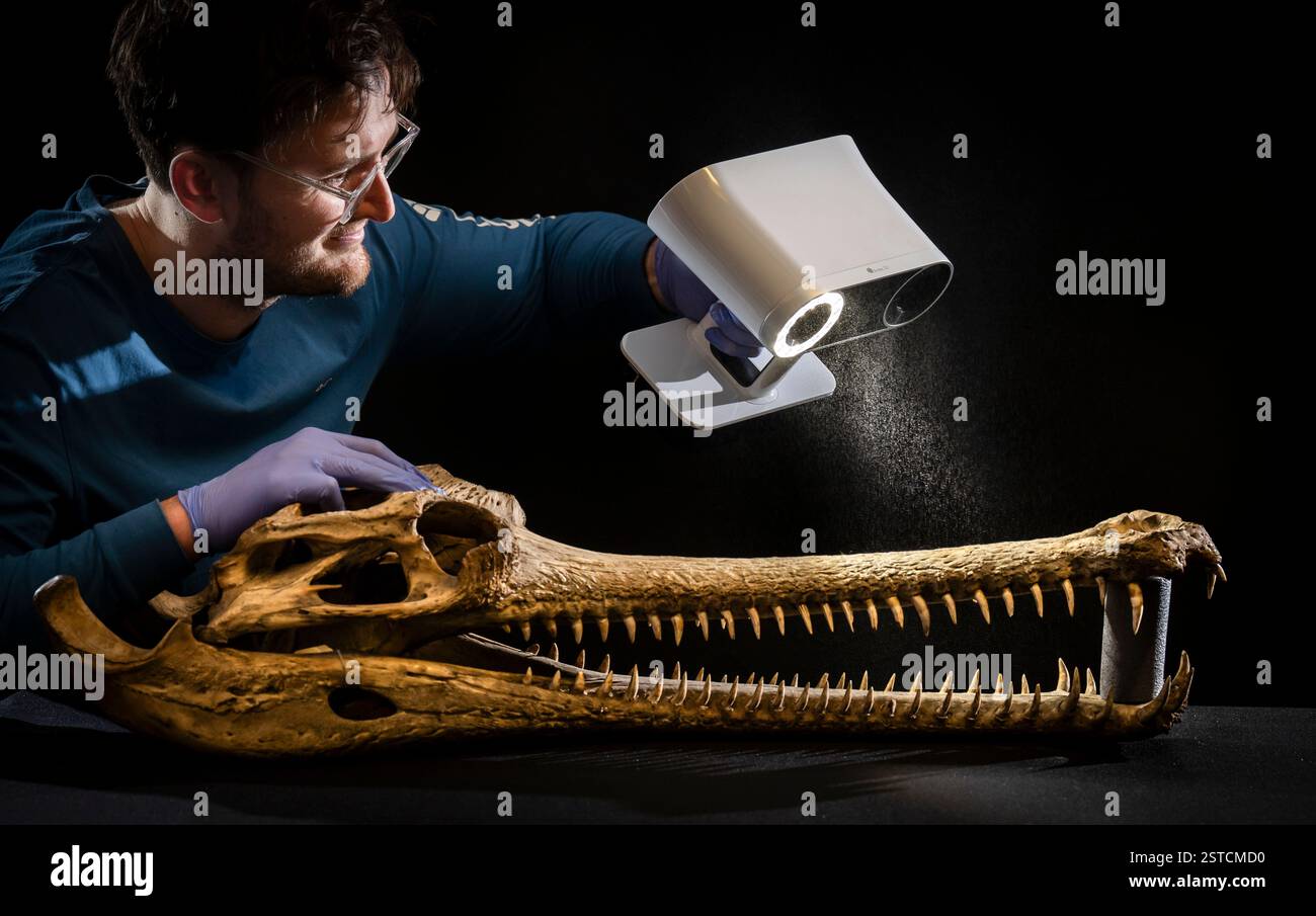 Patrick Hennessey, Doktorand am Centre for Integrative Anatomy des University College London, führt im Leeds Discovery Centre einen High-Tech-3D-Scan eines großen Gharialschädels durch. Gghariale sind ein vom Aussterben bedrohtes Krokodil, das in einer Handvoll Flüsse in Indien und Nepal beheimatet ist. Bilddatum: Dienstag, 18. Februar 2025. Stockfoto