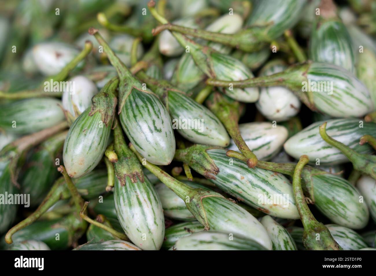 Ein großer Haufen kleiner, frischer thailändischer Auberginen mit markanten grünen und weißen Streifen, die auf einem lokalen Lebensmittelmarkt verkauft werden. Stockfoto