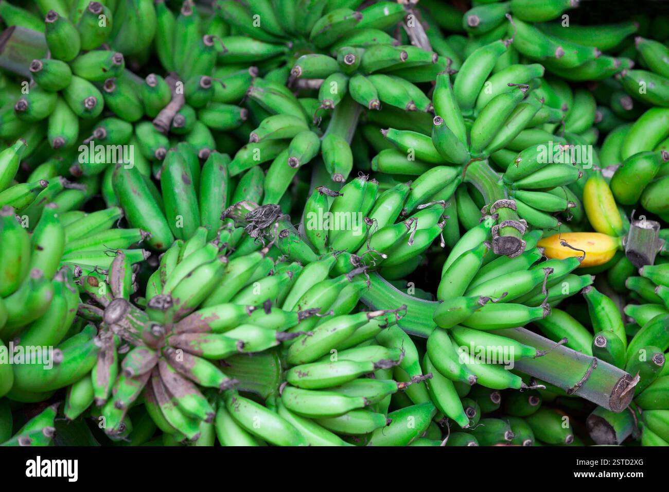 Grüne Bananen auf dem Ostmarkt Stockfoto