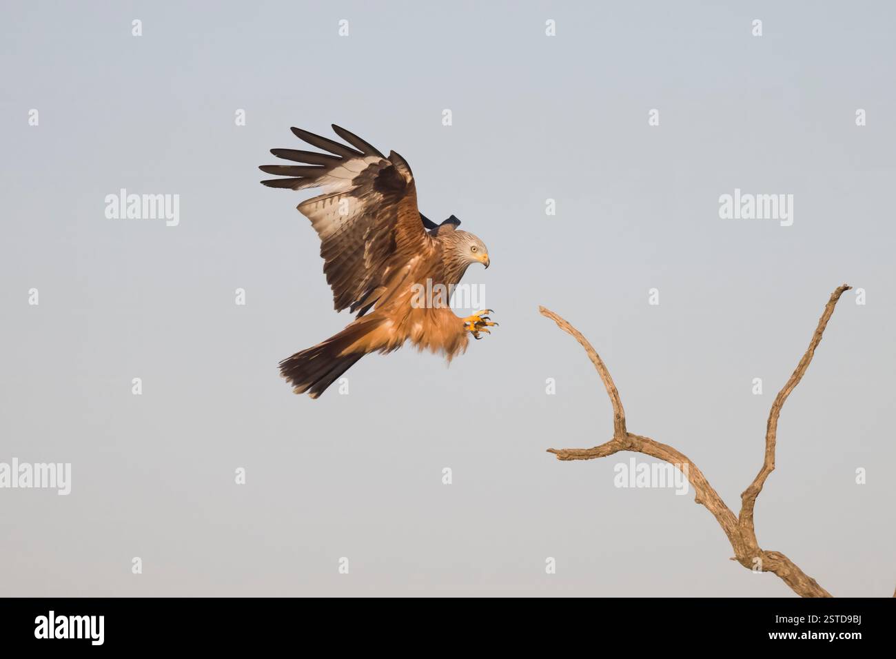 Red Kite im Flug in Spanien Stockfoto