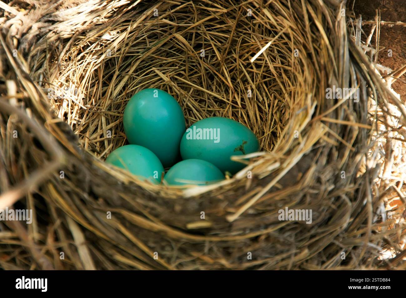 Rotkehlchen (Turdus migratorius) Nest mit Eiern Stockfoto