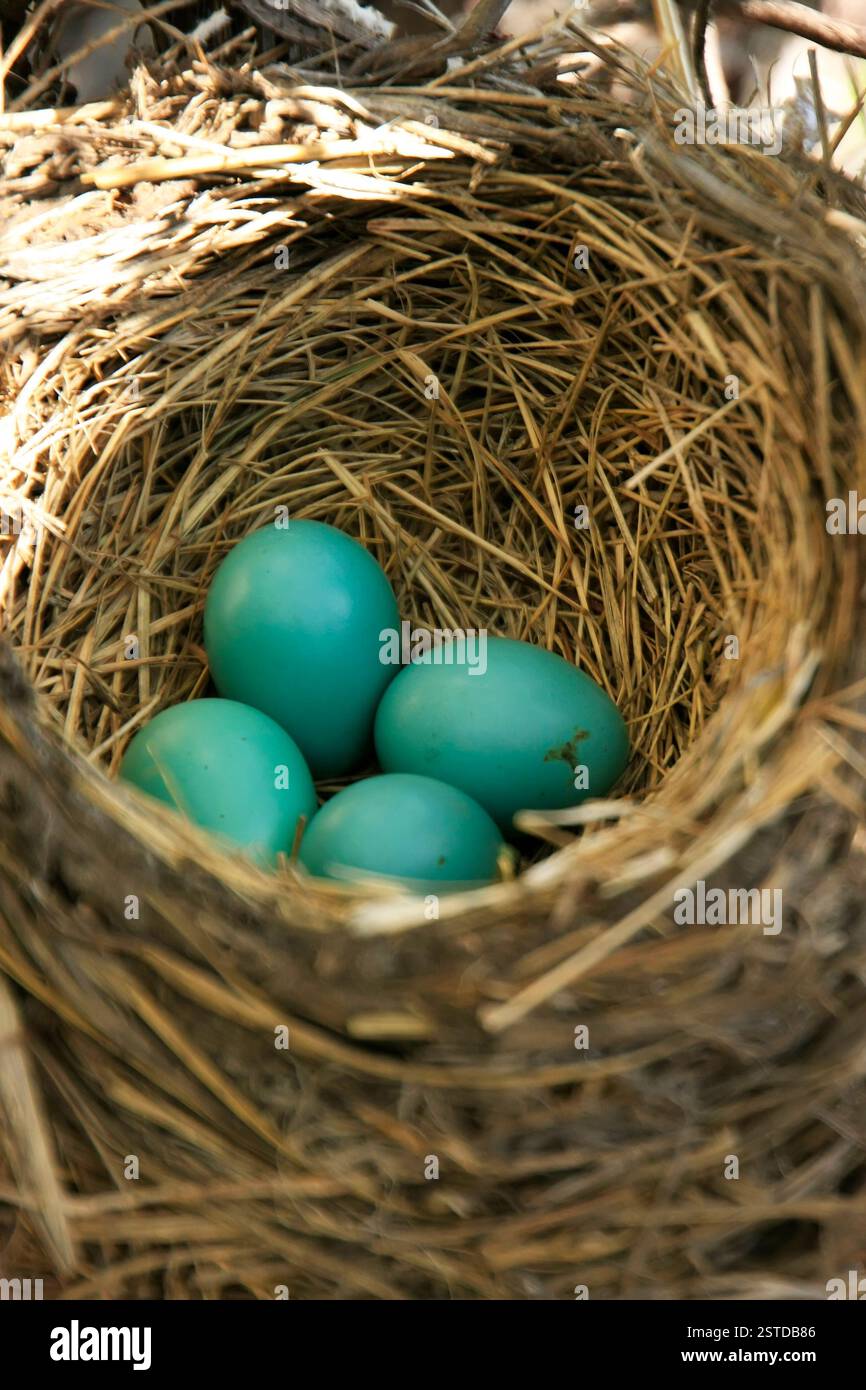 Rotkehlchen (Turdus migratorius) Nest mit Eiern Stockfoto