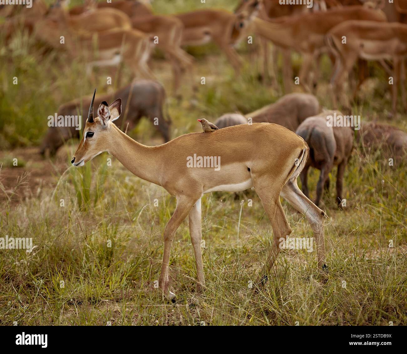Antilope Stockfoto