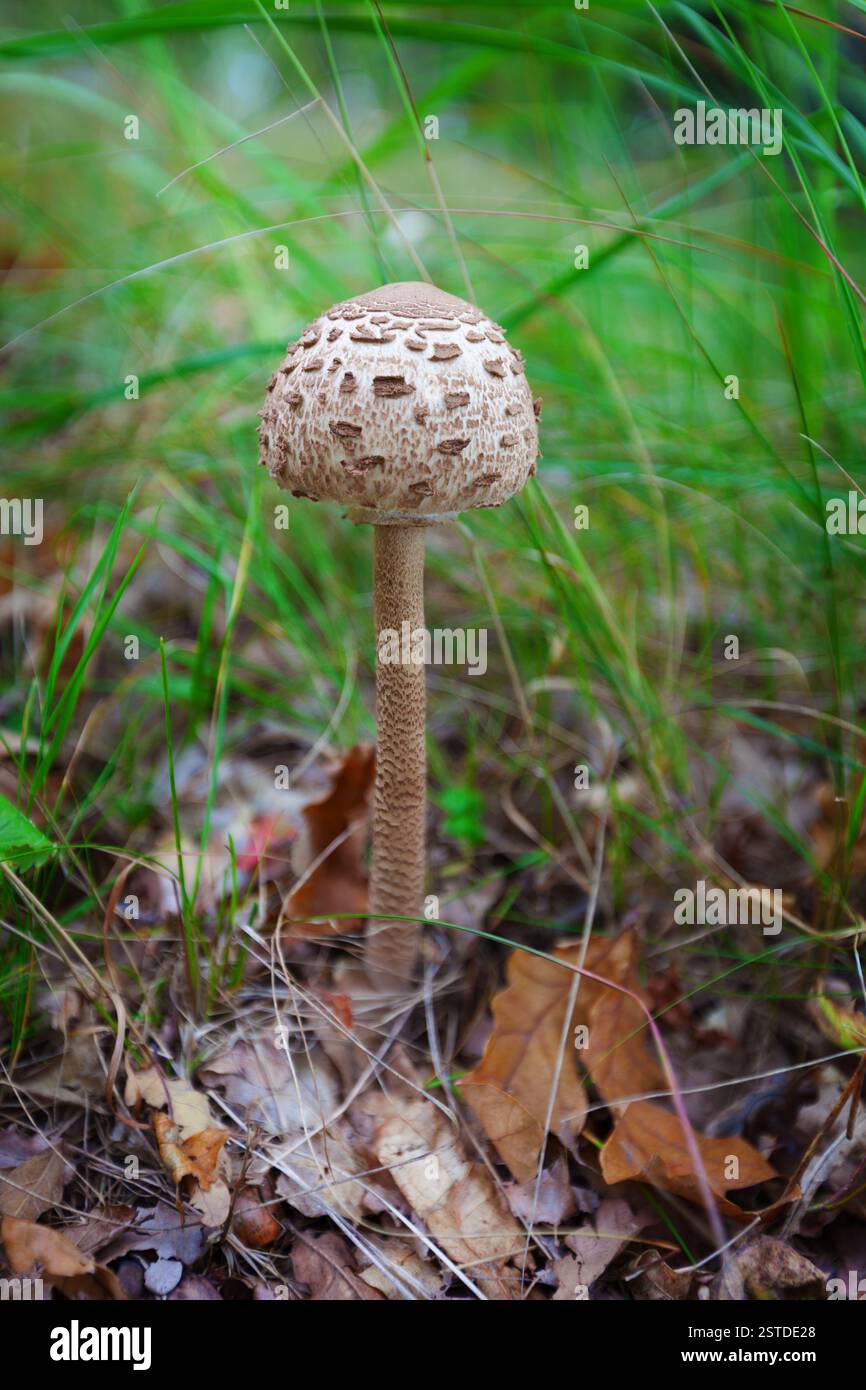 Sonnenschirm Pilz Stockfoto