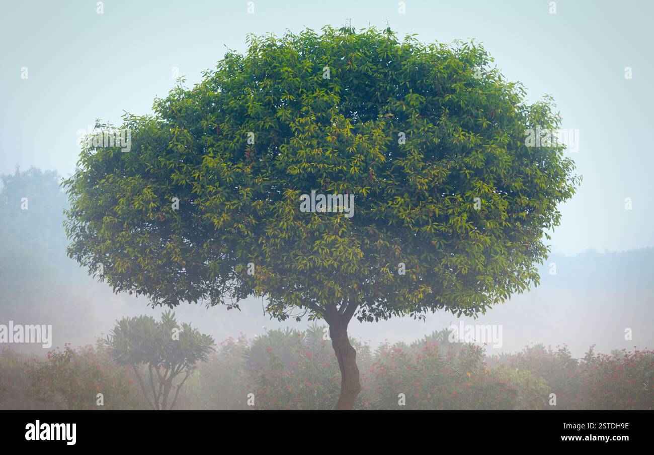 Baum im Nebel Stockfoto