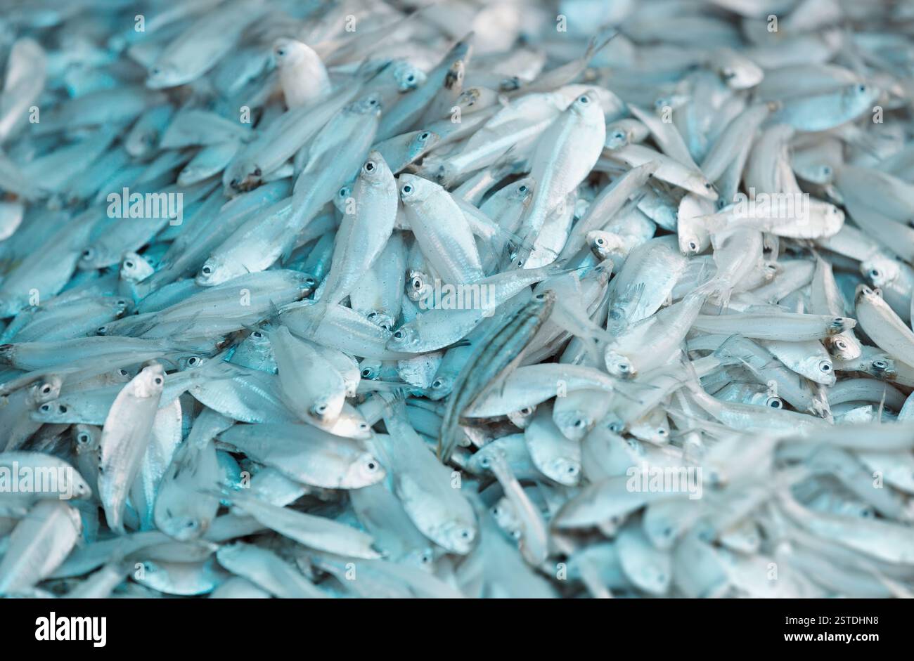 Frischer Fisch auf dem asiatischen Seafood Market Stockfoto