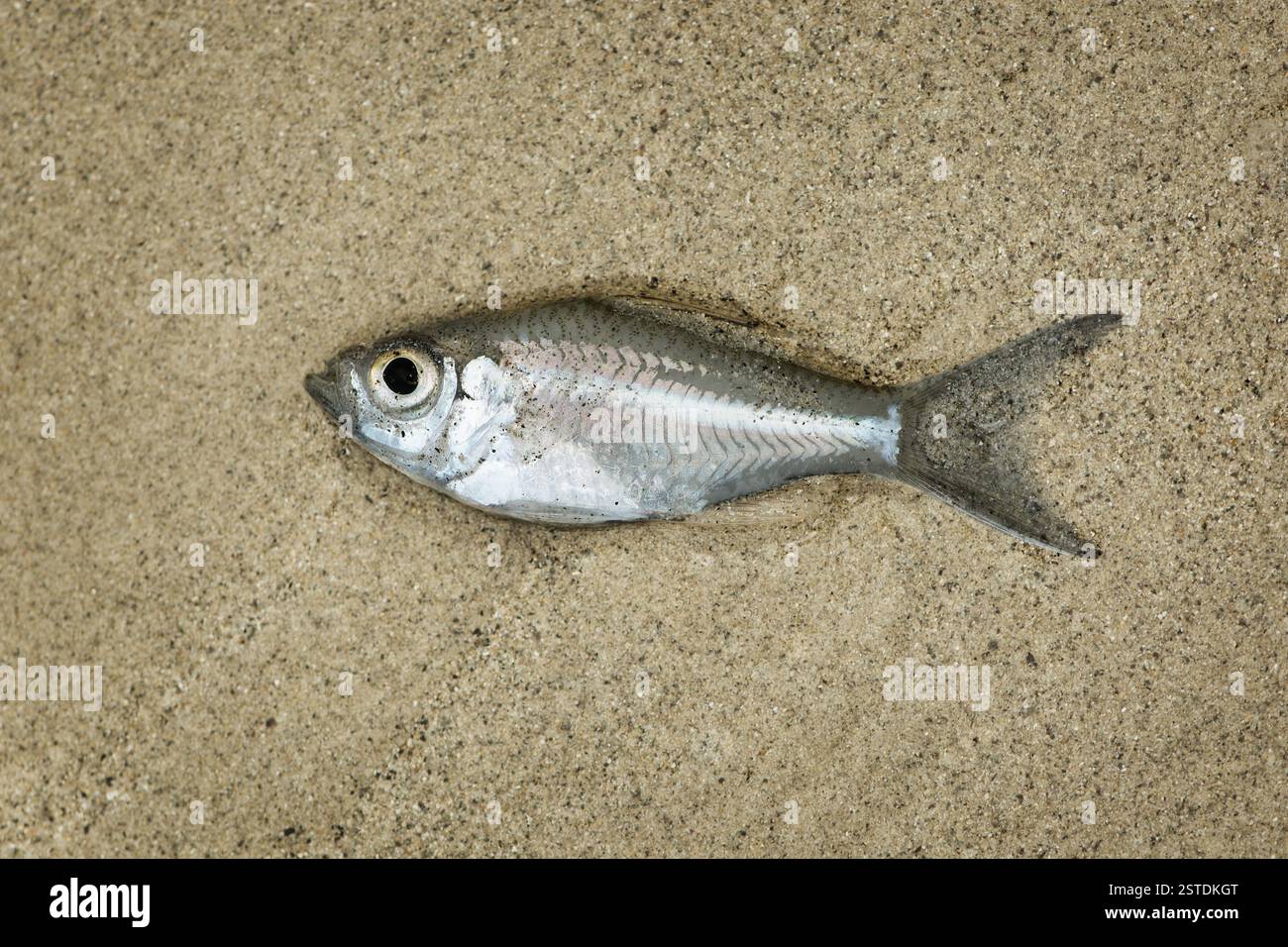Kleine Fische, die am Sandstrand trocknen Stockfoto