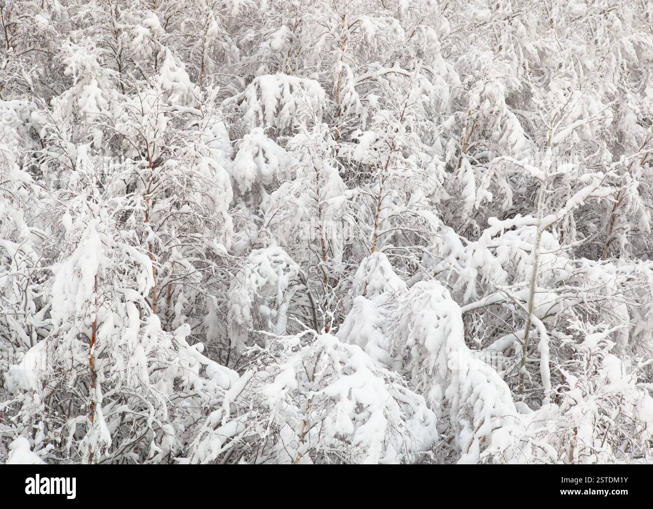 Junge Birken-Wald mit Schnee bedeckt Stockfoto