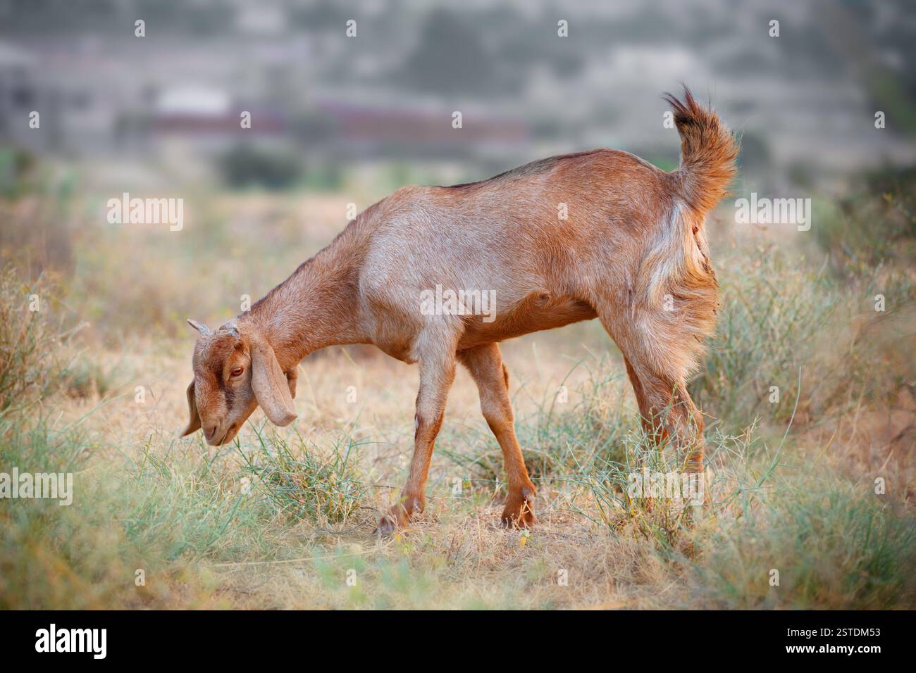 Hausweideziege Stockfoto