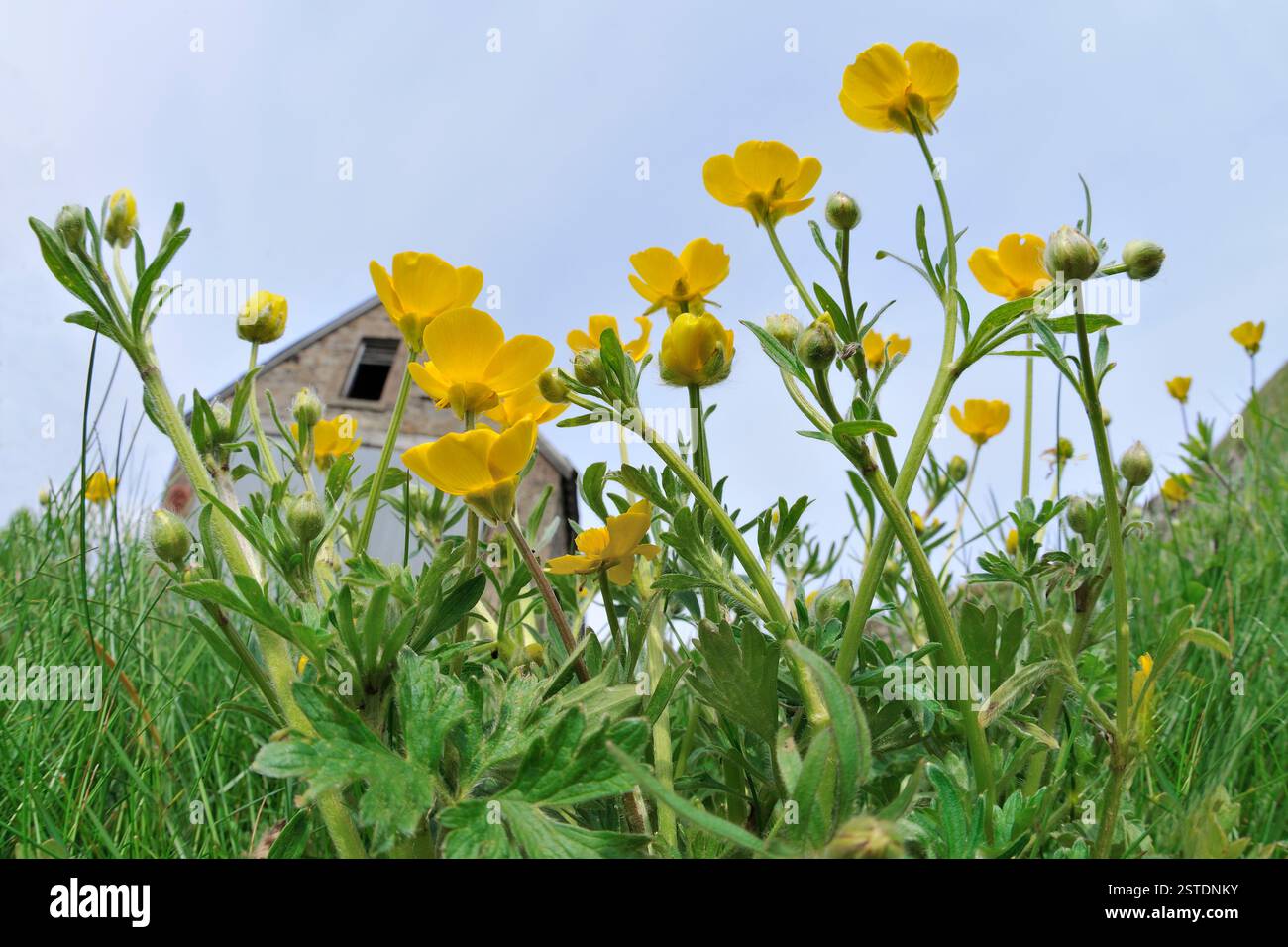 KnollenButterblume (Ranunculus bulbosus) niedrige Sicht der blühenden Pflanze mit landwirtschaftlicher Scheune im Hintergrund, Lindisfarne, Northumberland. Stockfoto