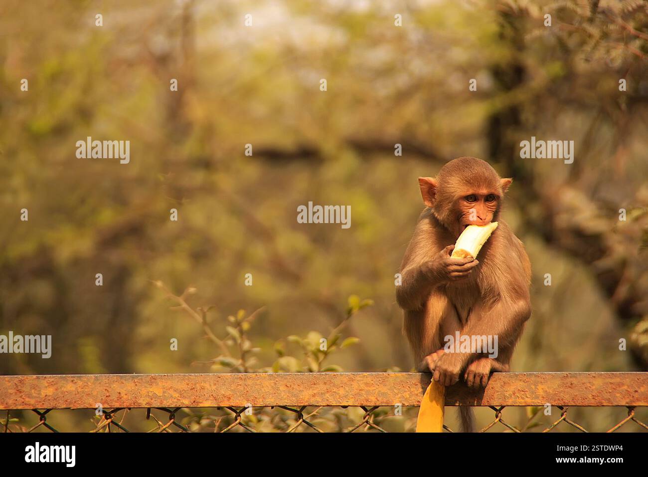 Junger Rhesus-Makaken, der Banane isst, Neu-Delhi, Ind Stockfoto
