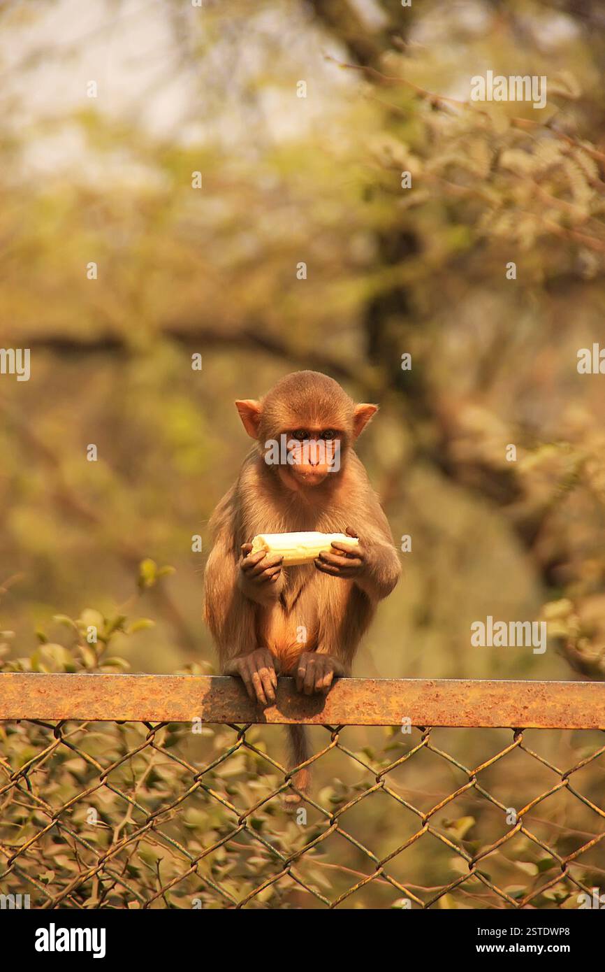 Junger Rhesus-Makaken, der Banane isst, Neu-Delhi, Ind Stockfoto