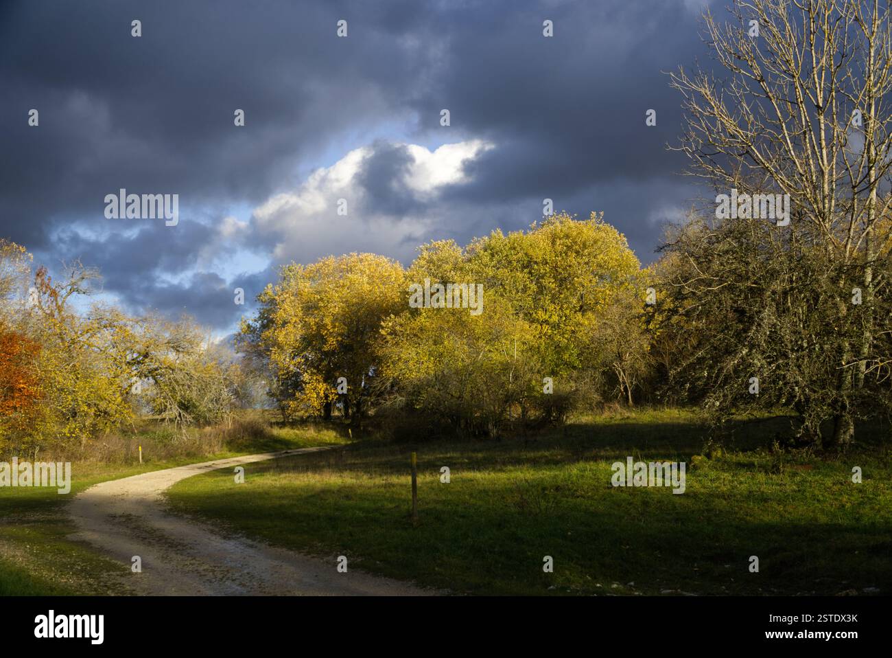 Bäume mit herbstlichem Laub neben einem Pfad vor einem Himmel mit hellen und dunklen Wolken Stockfoto