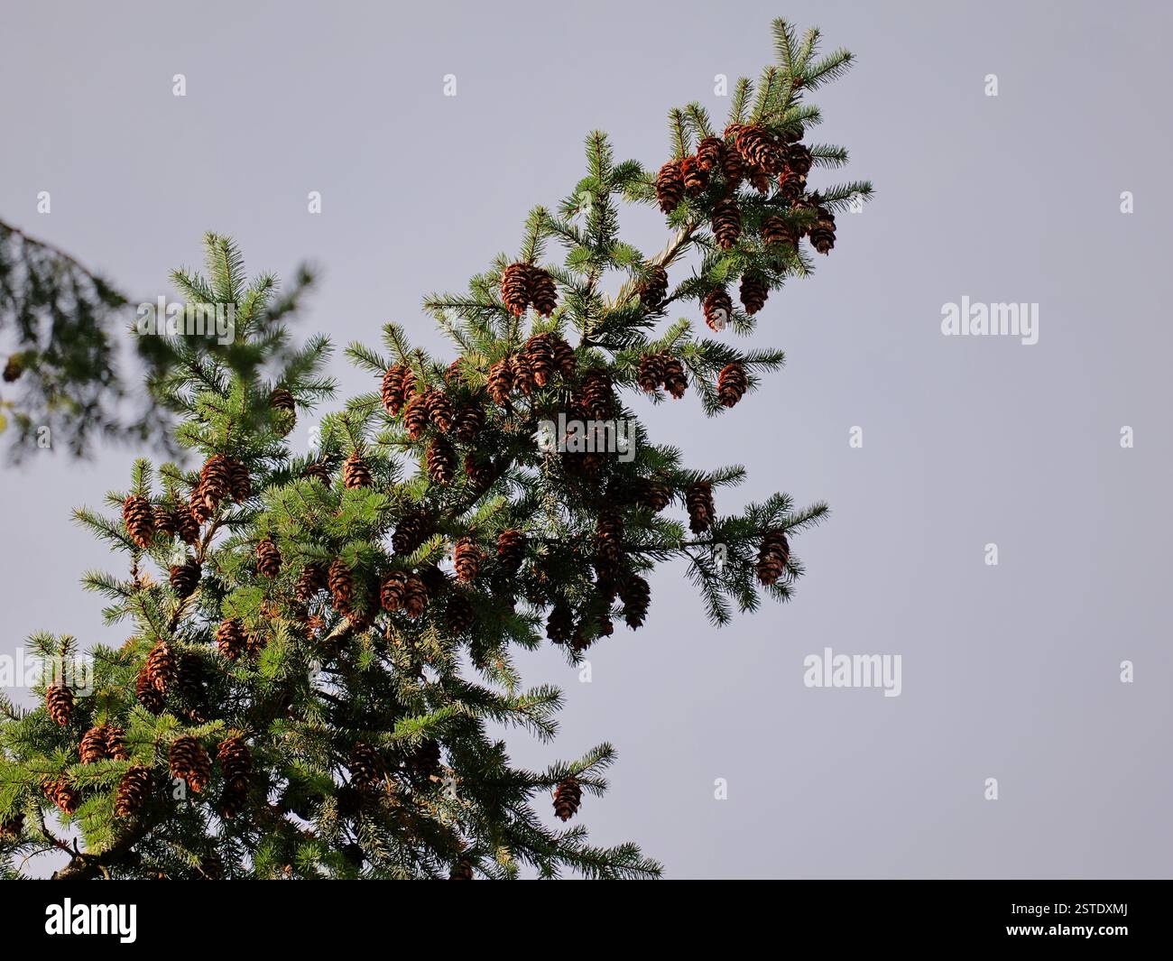 Kiefernwälder sind ein Reiseziel für Naturtourismus und Besucher. In Rügen vor allem die Schottenkiefer (Pinus sylvestris) und die Österreichische Kiefer. Stockfoto