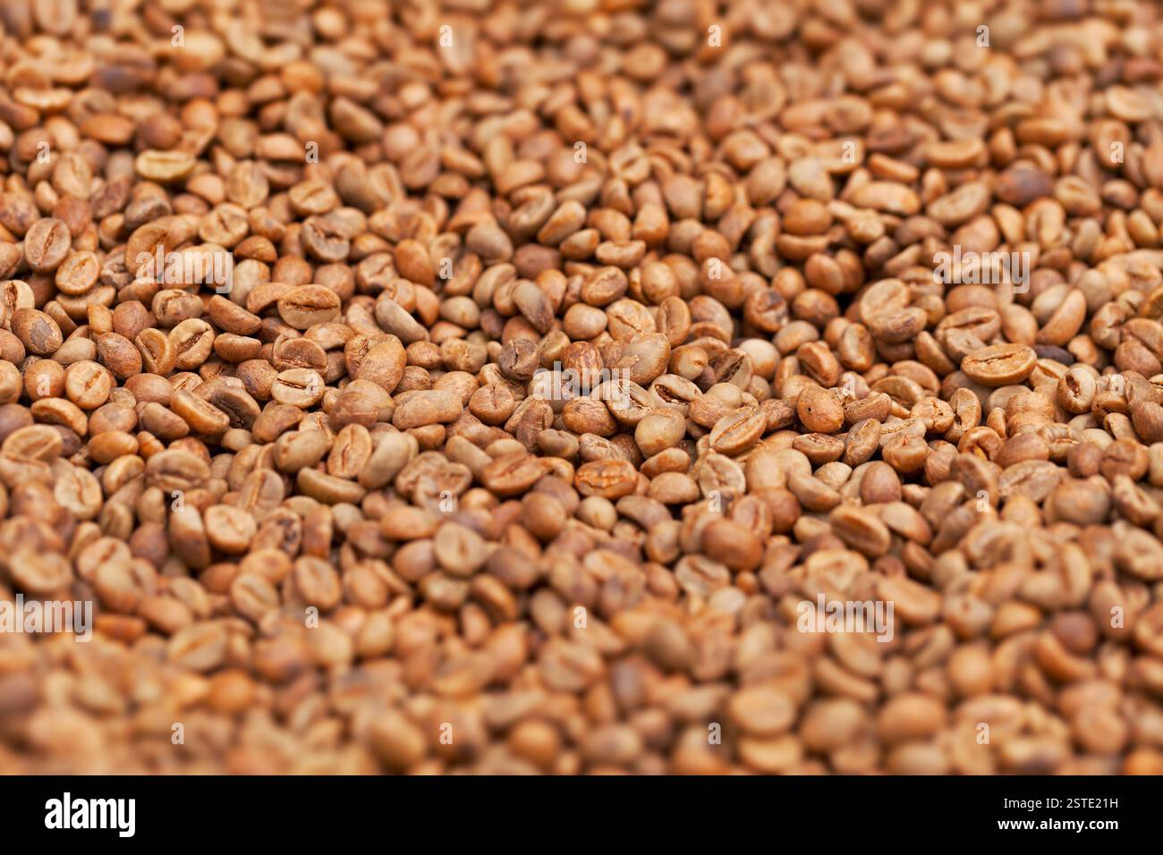 Rohe Kaffeebohnen aus nächster Nähe Stockfoto