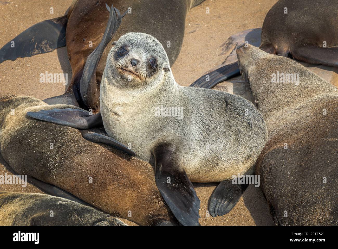 Nahaufnahme Porträt eines jungen süßen Robbenbabys in Cape Cross Colony, Seal Reserve, Namibia, Afrika Stockfoto