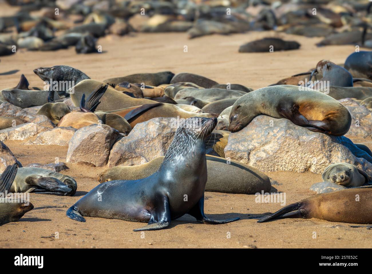 Seehunde am Strand des Cape Cross Seal Reserve in der Nähe von Swakopmund, Namibia, Afrika Stockfoto