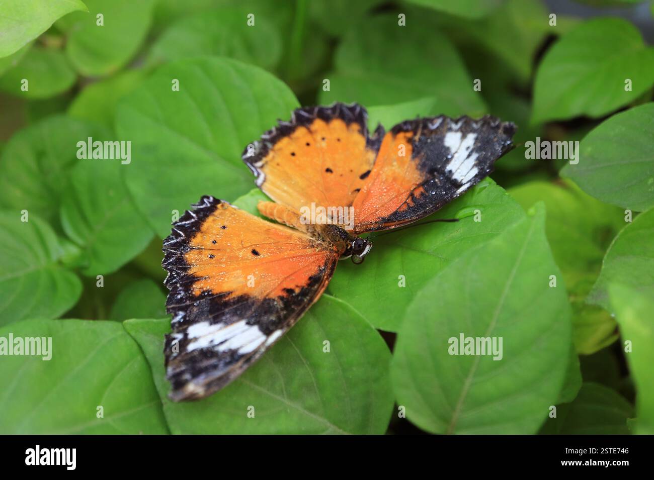 Der Orange Lacewing Butterfly oder Cethosia Penthesilea mit Tautropfen auf seinen Flügeln Stockfoto