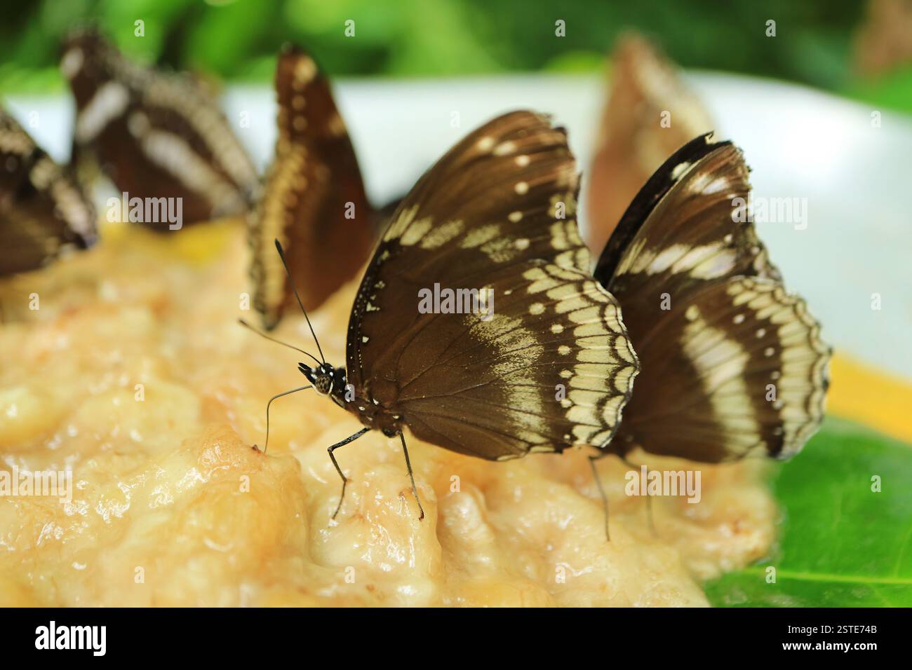 Unter der Unterseite des Großen Eggfly oder des Blaumond Schmetterlings (Hypolimnas Bolina), der Bananenpüree isst Stockfoto