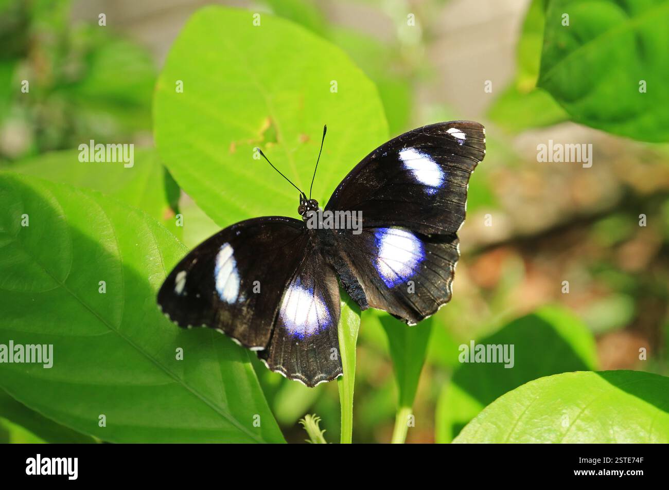 Hypolimnas Bolina oder Blue Moon Butterfly mit veränderbaren Punktmustern auf lebendigem Grün Stockfoto