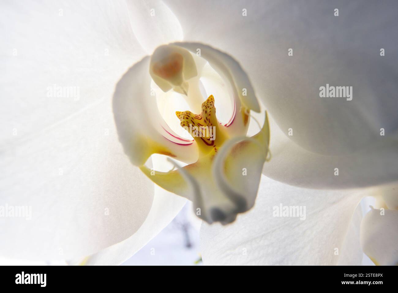 Makrofotografie der weißen Orchidee im Fenster drinnen Stockfoto