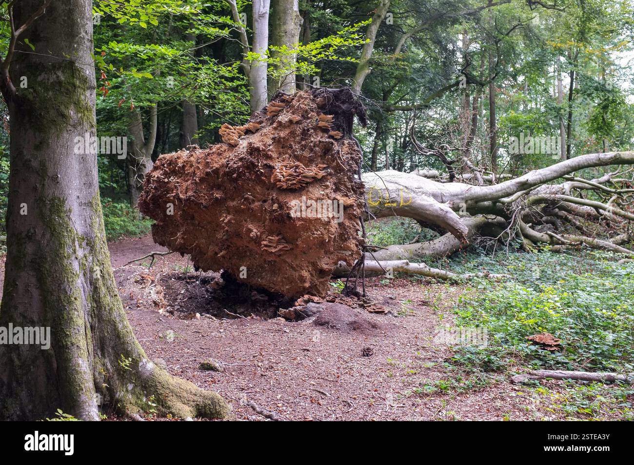 Ein großer sturmgeschädigter Baum mit freiliegenden Wurzeln liegt auf seiner Seite im Wald. Stockfoto