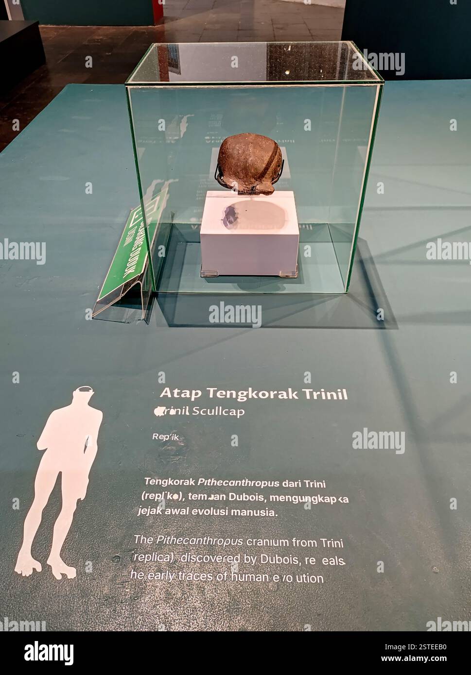 Jakarta, 08. Februar 2025: Museumsausstellung mit Trinil Skullcap, die die frühe menschliche Evolution im National Museum in Central Jakarta beleuchtet Stockfoto