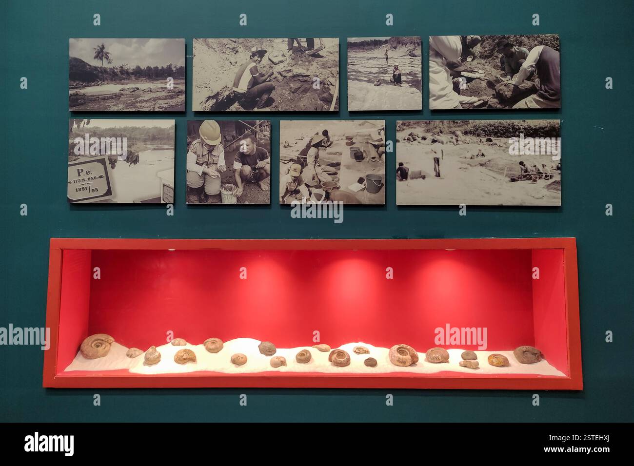 Jakarta, 08. Februar 2025: Fossilien mit Fotos historischer Ausgrabungen auf grünem Hintergrund im Nationalmuseum in Central Jakarta, Jakarta Stockfoto